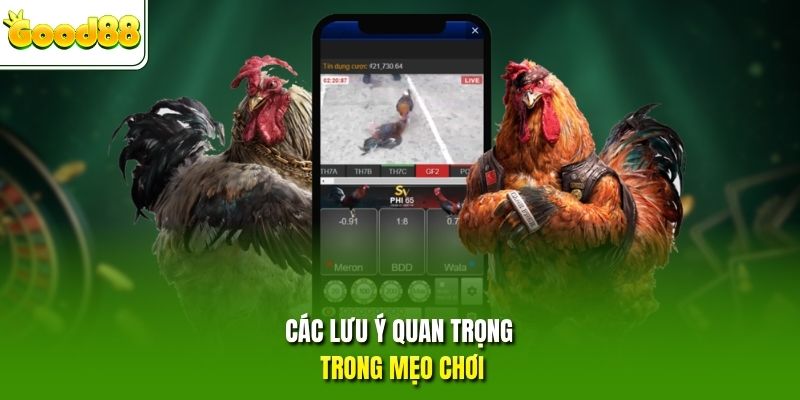 Các lưu ý quan trọng trong mẹo chơi