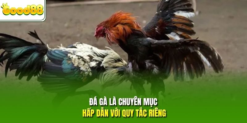 Đá gà là chuyên mục hấp dẫn với quy tắc riêng